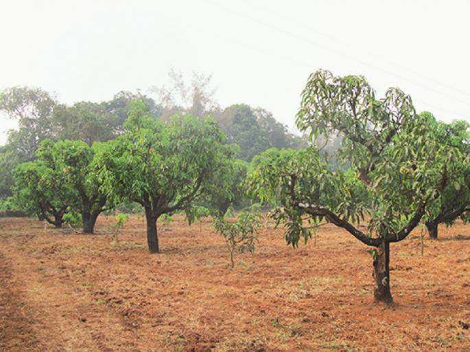 millions earns from modern farming of agricultural land acquired in the ancestral land of Konkan | कोकणातील वडिलोपार्जित जमिनीत आधुनिक शेतीची कास धरून मिळवले लाखोंचे उत्पन्न