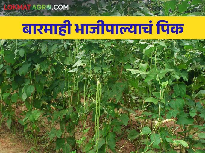 Grow this perennial vegetable crop for sustainable income through out year | शाश्वत उत्पन्नासाठी बारमाही उत्पादन देणारं हे भाजीपाल्याचं पिक घ्या Grow this perennial vegetable crop for sustainable income through out year | शाश्वत उत्पन्नासाठी बारमाही उत्पादन देणारं हे भाजीपाल्याचं पिक घ्या