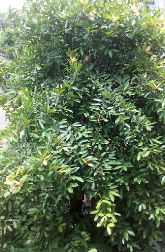 There is no apathy in farmers, no proper market price for kokkam crops | कोकम पिकाबाबत शेतकऱ्यांमध्ये अनास्था, बाजारपेठेत योग्य दर नाही There is no apathy in farmers, no proper market price for kokkam crops | कोकम पिकाबाबत शेतकऱ्यांमध्ये अनास्था, बाजारपेठेत योग्य दर नाही