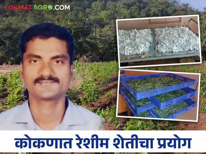 left job from Mumbai and move to village get good profit in sericulture | Farmer Success Story: मुंबईला केला राम राम धरली गावाची वाट अन् रेशीम शेतीत केली कमाल left job from Mumbai and move to village get good profit in sericulture | Farmer Success Story: मुंबईला केला राम राम धरली गावाची वाट अन् रेशीम शेतीत केली कमाल