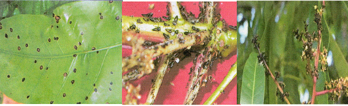 Mango and Cashew nut Crops on Crops - Cloudy Climate: The Storm Workout of the Bargants | आंबा, काजू पिकांवर अवकाळी संकट - ढगाळ वातावरण : बागायतदारांची तारेवरची कसरत Mango and Cashew nut Crops on Crops - Cloudy Climate: The Storm Workout of the Bargants | आंबा, काजू पिकांवर अवकाळी संकट - ढगाळ वातावरण : बागायतदारांची तारेवरची कसरत