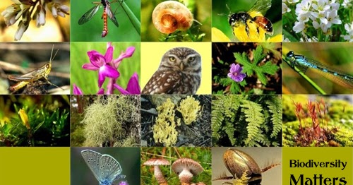 Biodiversity hazard in the Western Ghats | पश्चिम घाटातील जैवविविधता धोक्यात Biodiversity hazard in the Western Ghats | पश्चिम घाटातील जैवविविधता धोक्यात