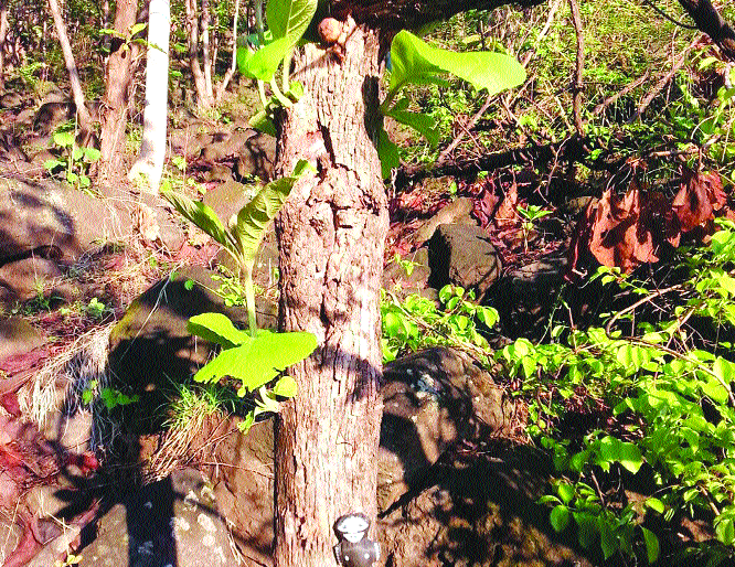 Bite a black doll and wound it on the tree | काळी बाहुली बांधून झाडावर घाव