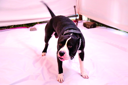 Crores turnover in agricultural exhibition | कृषी प्रदर्शनात कोटीची उलाढाल Crores turnover in agricultural exhibition | कृषी प्रदर्शनात कोटीची उलाढाल