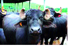 Waiting for the cash shed in the cathedral in Kagad | कागलमध्ये कॅटल शेडला निधीची प्रतीक्षा Waiting for the cash shed in the cathedral in Kagad | कागलमध्ये कॅटल शेडला निधीची प्रतीक्षा