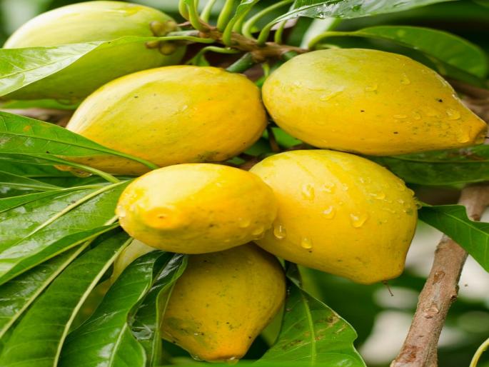 The egg fruit tree of Chiku clan is recorded for the first time in Kolhapur | चिकूच्या कुळातील ‘एग फ्रुट’ वृक्षाची कोल्हापुरात प्रथमच नोंद The egg fruit tree of Chiku clan is recorded for the first time in Kolhapur | चिकूच्या कुळातील ‘एग फ्रुट’ वृक्षाची कोल्हापुरात प्रथमच नोंद