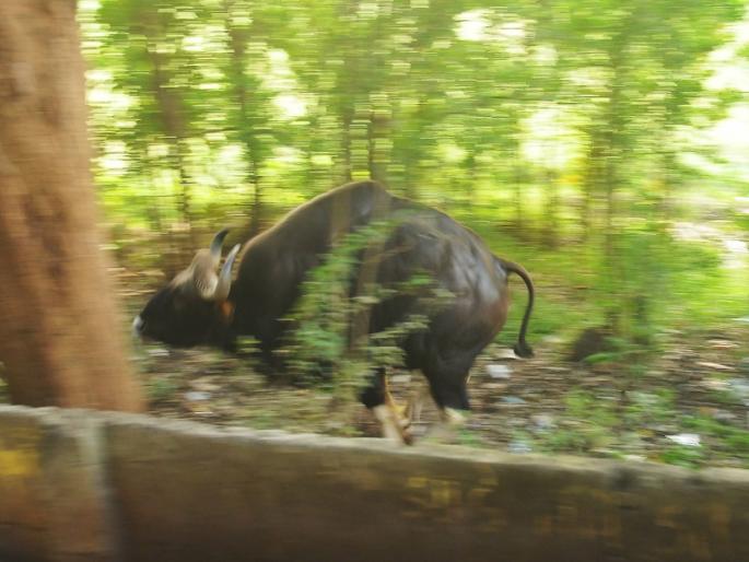 Gaur in Panchganga Ghat area in Kolhapur | दिवसभर ठाण मांडलेल्या गव्याचे अखेर नैसर्गिक अधिवासाकडे मार्गक्रमण Gaur in Panchganga Ghat area in Kolhapur | दिवसभर ठाण मांडलेल्या गव्याचे अखेर नैसर्गिक अधिवासाकडे मार्गक्रमण
