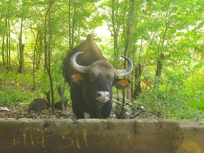 There is a need to educate the citizens in urban and rural areas about wildlife | भावा, आलाय गवा; करु नको गवगवा! There is a need to educate the citizens in urban and rural areas about wildlife | भावा, आलाय गवा; करु नको गवगवा!