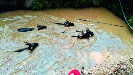 The litter of livestock lying in the well | विहिरीत पडलेल्या गव्यांच्या कळपास जीवदान The litter of livestock lying in the well | विहिरीत पडलेल्या गव्यांच्या कळपास जीवदान