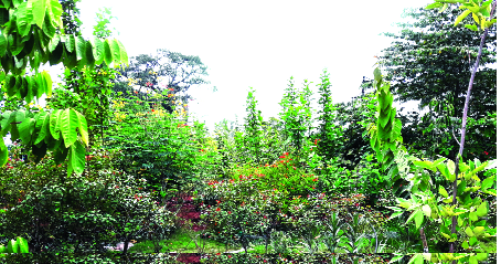 Who wants to live in 4000 trees in Kalamba area? | कळंबा परिसरातील चार हजार झाडे जगवायची कोणी ? Who wants to live in 4000 trees in Kalamba area? | कळंबा परिसरातील चार हजार झाडे जगवायची कोणी ?