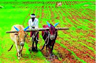 Consolation by the revised decision of debt waiver | कर्जमाफीच्या सुधारित निर्णयाने दिलासा Consolation by the revised decision of debt waiver | कर्जमाफीच्या सुधारित निर्णयाने दिलासा