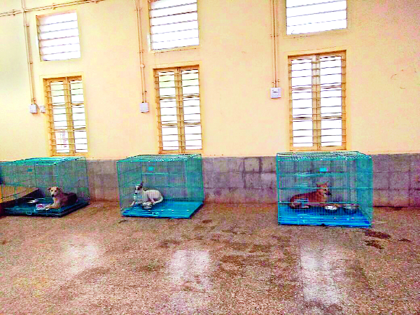 Three years for dogs to be broken | कुत्र्यांच्या निर्बिजीकरणासाठी लागतील तीन वर्षे Three years for dogs to be broken | कुत्र्यांच्या निर्बिजीकरणासाठी लागतील तीन वर्षे