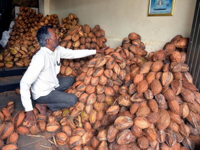Coconut prices increase during festive season due to decline in production | बाप्पाच्या आधीच नारळ भडकला; दरवाढीमुळे ग्राहकांमध्ये चिंता Coconut prices increase during festive season due to decline in production | बाप्पाच्या आधीच नारळ भडकला; दरवाढीमुळे ग्राहकांमध्ये चिंता