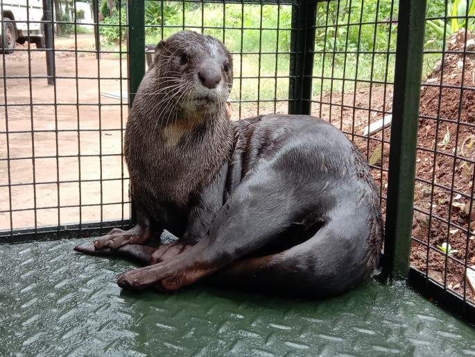 Rare water cat found in Rendal in Kolhapur | कोल्हापुरातील रेंदाळमध्ये आढळले दुर्मीळ पाणमांजर