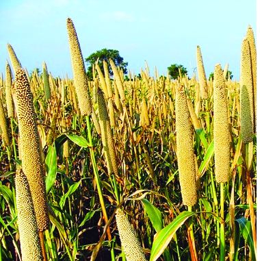 Pabayadon Lakh Hectare reduction in Rabi area | रब्बी क्षेत्रात पावणेदोन लाख हेक्टरची घट Pabayadon Lakh Hectare reduction in Rabi area | रब्बी क्षेत्रात पावणेदोन लाख हेक्टरची घट