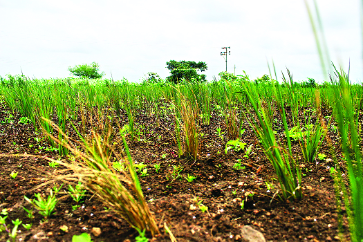 Rain; Well credited with dignity | पावसाची दडी; खरिपाने मान टाकली