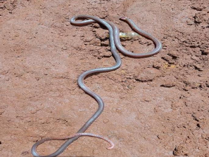 Very rare Caliophis casto snake found in Gaganbavda kolhapur district | कोल्हापूर: गगनबावड्यात आढळला अत्यंत दुर्मिळ "कॅलिओफिस कॅस्टो" सर्प Very rare Caliophis casto snake found in Gaganbavda kolhapur district | कोल्हापूर: गगनबावड्यात आढळला अत्यंत दुर्मिळ "कॅलिओफिस कॅस्टो" सर्प