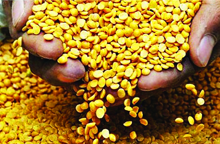 Prison, hostel tire drinks ... | तुरुंग, वसतिगृहात तूूरडाळ खपवा... Prison, hostel tire drinks ... | तुरुंग, वसतिगृहात तूूरडाळ खपवा...