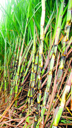  The FRP increased by Rs 200 | ‘एफआरपी’त २०० रुपये वाढ