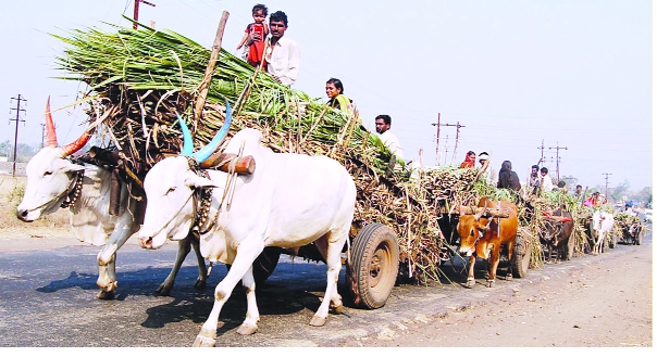 Concerns about liver damage due to the fall in sugar prices | साखरेचे दर घसरू लागल्याने ऊसदराची चिंता Concerns about liver damage due to the fall in sugar prices | साखरेचे दर घसरू लागल्याने ऊसदराची चिंता