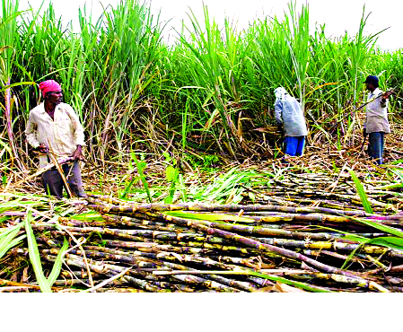 Give the labor to the oasis ... one month's work | ऊसतोडणीला मजूर द्या...एक महिन्याचे काम देतो Give the labor to the oasis ... one month's work | ऊसतोडणीला मजूर द्या...एक महिन्याचे काम देतो
