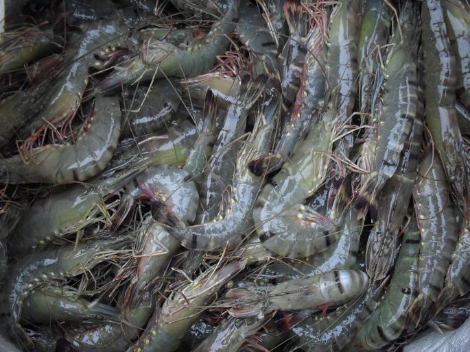 Efforts to export aquaculture shrimp from India to the European Union | भारतातून युरोपियन महासंघात मत्स्यपालन कोळंबीच्या निर्यातीसाठी प्रयत्न Efforts to export aquaculture shrimp from India to the European Union | भारतातून युरोपियन महासंघात मत्स्यपालन कोळंबीच्या निर्यातीसाठी प्रयत्न