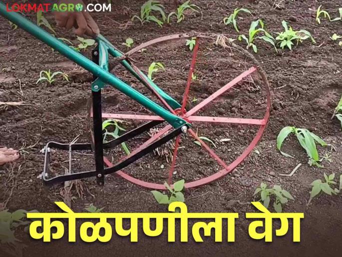 Due to non-availability of labour, intercultural operation done by help farmers each other | मजूर मिळत नसल्याने इर्जिक पद्धतीने शेतात कोळपणी