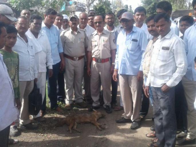 Kolla, who attacked people at Kalmsare Shivar, was found dead | कळमसरे शिवारात माणसांवर हल्ला करणारा कोल्हा मृतावस्थेत आढळला Kolla, who attacked people at Kalmsare Shivar, was found dead | कळमसरे शिवारात माणसांवर हल्ला करणारा कोल्हा मृतावस्थेत आढळला