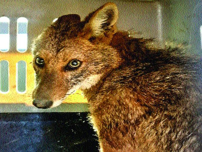 Golden collage seen near Kandlavan in Bhayander | भाईंदर येथील कांदळवनाजवळ दिसला सुवर्णकोल्हा