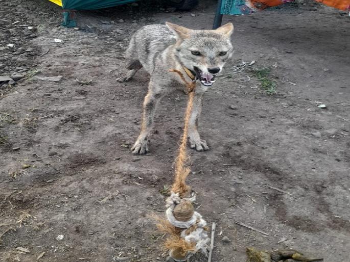 Sugarcane workers tied up the fox in Gotakhindi sangli, Rescued by the Forest Department | Sangli: गोटखिंडीत ऊसतोड मजुरांनी कोल्ह्याला बांधून ठेवले, वन विभागाने केली सुटका Sugarcane workers tied up the fox in Gotakhindi sangli, Rescued by the Forest Department | Sangli: गोटखिंडीत ऊसतोड मजुरांनी कोल्ह्याला बांधून ठेवले, वन विभागाने केली सुटका