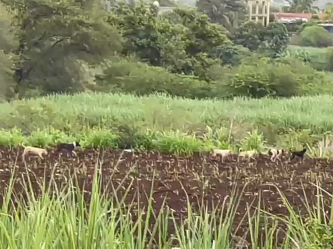 little boy died attacks by dogs groups body was found after an hour | कुत्र्यांच्या झुंडीने घेतला चिमुकल्याचा बळी; उसात फरपटत नेले, तासाभरानंतर आढळला मृतदेह little boy died attacks by dogs groups body was found after an hour | कुत्र्यांच्या झुंडीने घेतला चिमुकल्याचा बळी; उसात फरपटत नेले, तासाभरानंतर आढळला मृतदेह