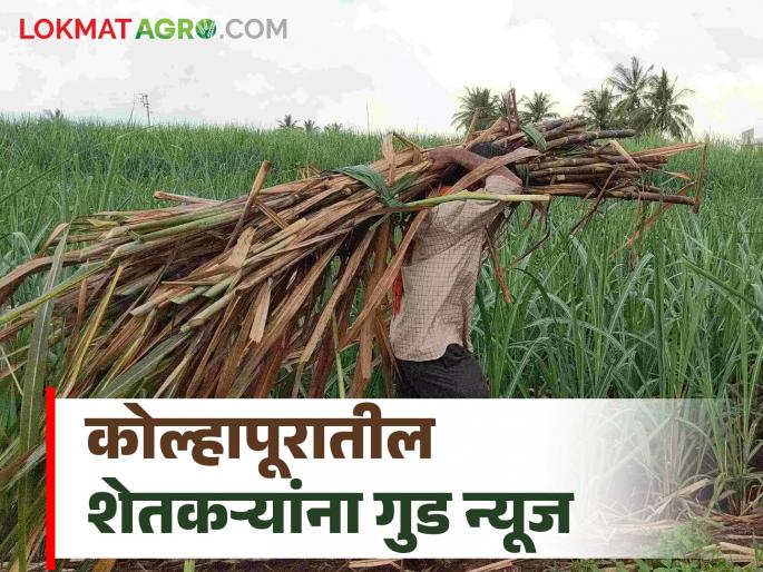 Incentive subsidy for sugarcane farmers who make regular loan repayments is solved | नियमित कर्ज परतफेड करणाऱ्या ऊस शेतकऱ्यांच्या प्रोत्साहनपर अनुदानाचा तिढा सुटला Incentive subsidy for sugarcane farmers who make regular loan repayments is solved | नियमित कर्ज परतफेड करणाऱ्या ऊस शेतकऱ्यांच्या प्रोत्साहनपर अनुदानाचा तिढा सुटला