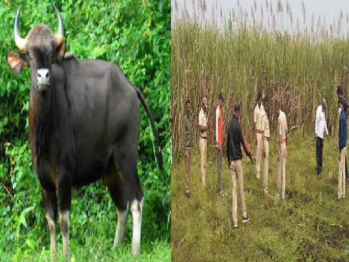 Two more Gaur in Kolhapur area | कोल्हापुरात गव्यांचा ठाण; आणखीन दोन गव्यांचे दर्शन, नागरिकांमध्ये भितीचे वातावरण Two more Gaur in Kolhapur area | कोल्हापुरात गव्यांचा ठाण; आणखीन दोन गव्यांचे दर्शन, नागरिकांमध्ये भितीचे वातावरण