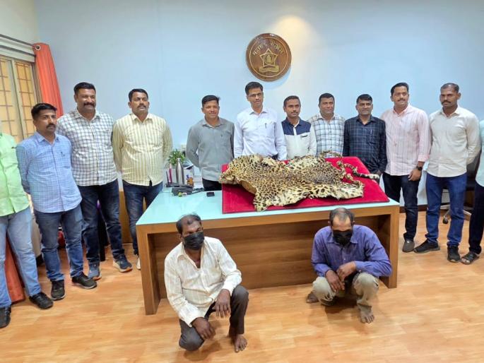 two people from chandgad arrested for selling leopard skins | बिबट्याचे कातडे विकण्यासाठी आलेल्या चंदगडच्या दोघांना अटक two people from chandgad arrested for selling leopard skins | बिबट्याचे कातडे विकण्यासाठी आलेल्या चंदगडच्या दोघांना अटक