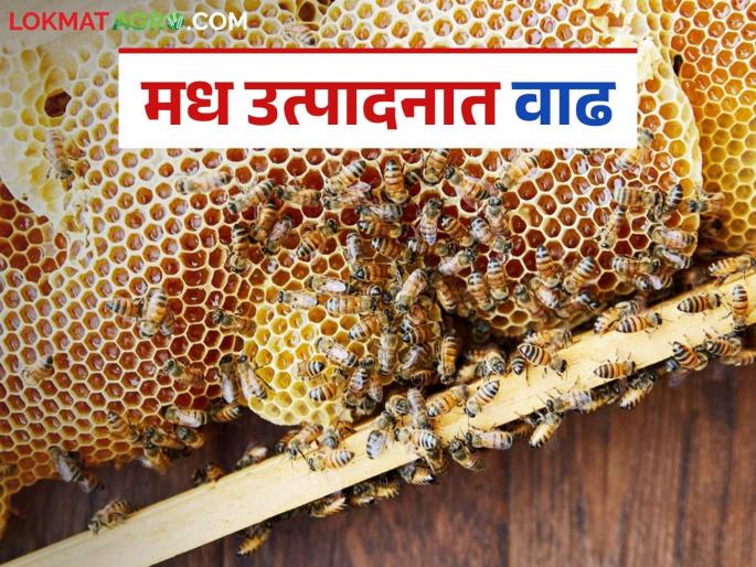 48 thousand kg of honey produced in this district in the Sahyadri mountain range; Read in detail | सह्याद्रीच्या डोंगररांगामधील ह्या जिल्ह्यात ४८ हजार किलो मध उत्पादन; वाचा सविस्तर 48 thousand kg of honey produced in this district in the Sahyadri mountain range; Read in detail | सह्याद्रीच्या डोंगररांगामधील ह्या जिल्ह्यात ४८ हजार किलो मध उत्पादन; वाचा सविस्तर
