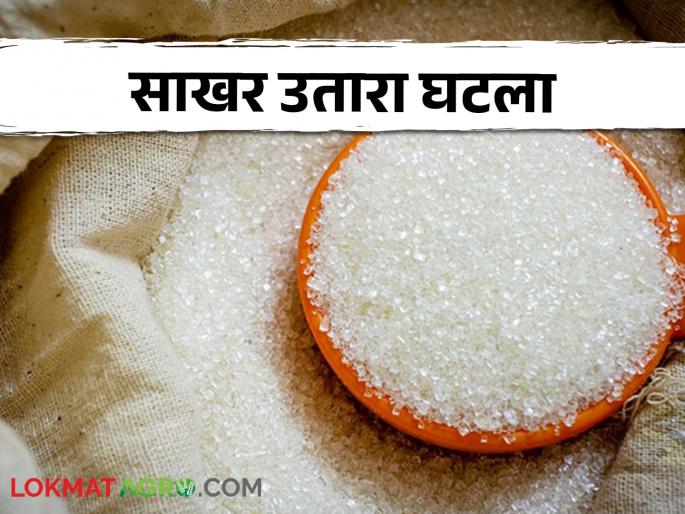 Decline in sugar recovery of Kolhapur Division; Will farmers get affect on payment? | कोल्हापूर विभागाच्या साखर उताऱ्यात घट; शेतकऱ्यांना बसेल का याचा फटका Decline in sugar recovery of Kolhapur Division; Will farmers get affect on payment? | कोल्हापूर विभागाच्या साखर उताऱ्यात घट; शेतकऱ्यांना बसेल का याचा फटका