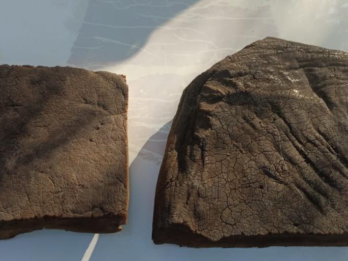 ajra police and forest department action the biggest action in the district | आजरा पोलीस व वनविभागाची कारवाई, जिल्ह्यातील सर्वात मोठी कारवाई ajra police and forest department action the biggest action in the district | आजरा पोलीस व वनविभागाची कारवाई, जिल्ह्यातील सर्वात मोठी कारवाई