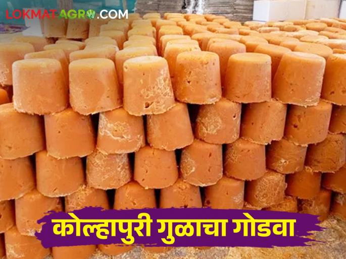 This year the production of 'Kolhapuri jaggery' decreased; Farmers sugarcane to sugarcane factories instead of jaggery production unit | यंदा 'कोल्हापुरी गुळा'चे उत्पादन घटले; शेतकऱ्यांचा ऊस गुऱ्हाळाऐवजी कारखान्यांकडे This year the production of 'Kolhapuri jaggery' decreased; Farmers sugarcane to sugarcane factories instead of jaggery production unit | यंदा 'कोल्हापुरी गुळा'चे उत्पादन घटले; शेतकऱ्यांचा ऊस गुऱ्हाळाऐवजी कारखान्यांकडे