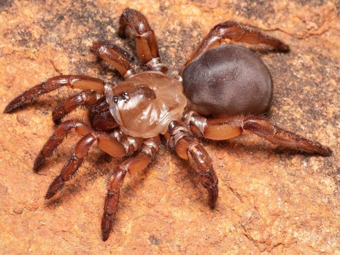 Kolhapur researchers discover new species of spider at the southern tip | कोल्हापूरच्या संशोधकांनी शोधली दक्षिण टोकावर कोळ्याची नवी प्रजात Kolhapur researchers discover new species of spider at the southern tip | कोल्हापूरच्या संशोधकांनी शोधली दक्षिण टोकावर कोळ्याची नवी प्रजात