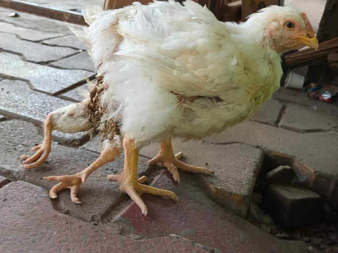 Amazing! A four-legged chicken was found in Shikrapur. | आश्चर्यकारकच म्हणायला हवं! शिक्रापुरात आढळली चार पायांची कोंबडी Amazing! A four-legged chicken was found in Shikrapur. | आश्चर्यकारकच म्हणायला हवं! शिक्रापुरात आढळली चार पायांची कोंबडी