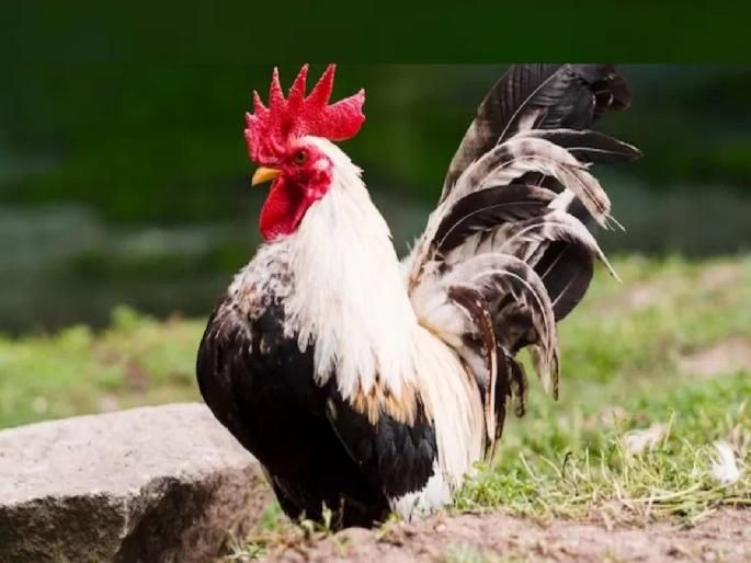 rooster auctioned for 50 thousand rupees in kerala here is the reason why | अरे बापरे! ५० हजार रुपये कोंबडीची किंमत, काय आहे कारण? rooster auctioned for 50 thousand rupees in kerala here is the reason why | अरे बापरे! ५० हजार रुपये कोंबडीची किंमत, काय आहे कारण?