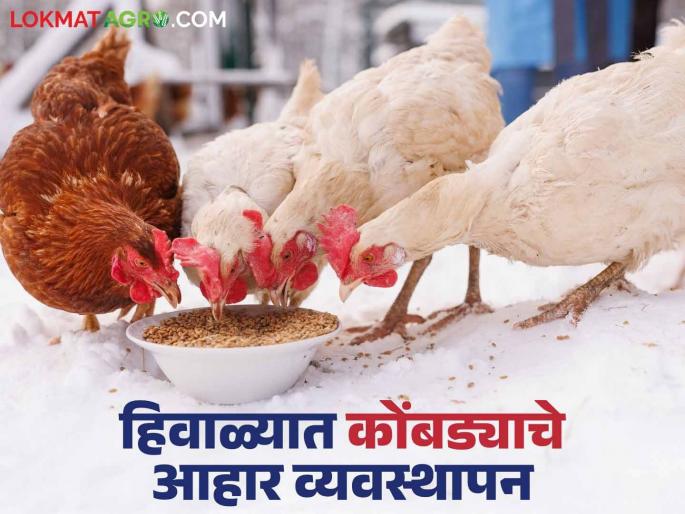 Latest News Poultry Farming Make these changes in chicken feed in winter, know in detail | Poultry Farming : हिवाळ्यात कोंबड्यांच्या खाद्यात असा करा बदल, जाणून घ्या सविस्तर 