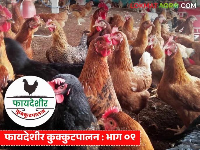 Latest News Poultry farming Learn about Swarndhara kombdi, which lays more eggs than the Giriraj kombdi | Swarndhara Kombdi : गिरीराज कोंबडीपेक्षा अधिक अंडी देणाऱ्या स्वर्णधारा कोंबडीबद्दल जाणून घ्या...  Latest News Poultry farming Learn about Swarndhara kombdi, which lays more eggs than the Giriraj kombdi | Swarndhara Kombdi : गिरीराज कोंबडीपेक्षा अधिक अंडी देणाऱ्या स्वर्णधारा कोंबडीबद्दल जाणून घ्या...