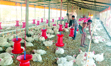 The sound of the chickens is now coming in the field due to crop failure | पिकांअभावी आता शेतात येतोय कोंबड्यांचाच आवाज The sound of the chickens is now coming in the field due to crop failure | पिकांअभावी आता शेतात येतोय कोंबड्यांचाच आवाज