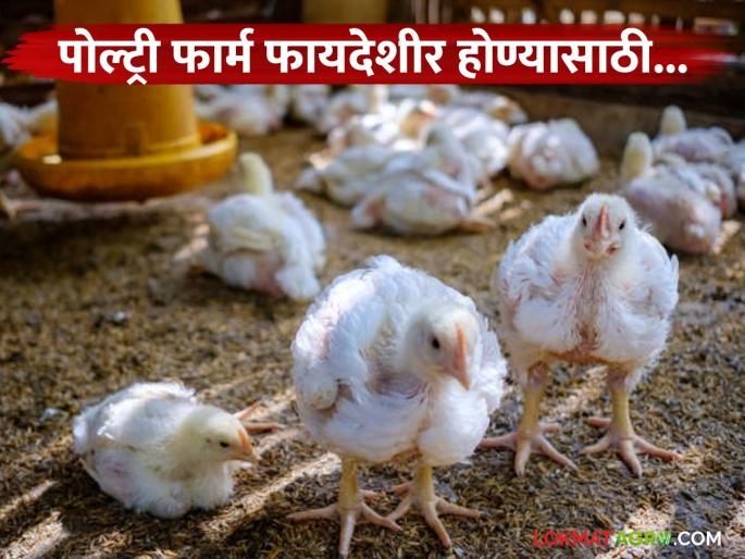 Latest news Kukkut Palan Follow these principles in poultry farming business read in detail | Poultry Farming : कुक्कुटपालन व्यवसायात 'ही' तीन सूत्रे पाळा, कधीही नुकसान होणार नाही! Latest news Kukkut Palan Follow these principles in poultry farming business read in detail | Poultry Farming : कुक्कुटपालन व्यवसायात 'ही' तीन सूत्रे पाळा, कधीही नुकसान होणार नाही!