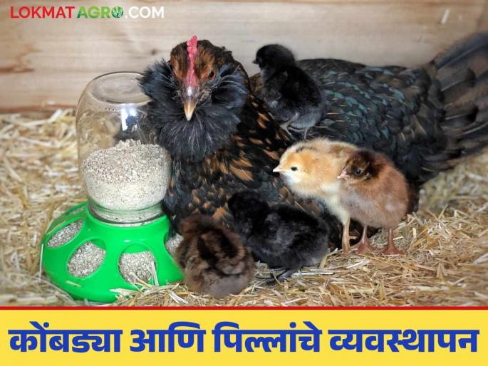Latest News Poultry Farming Take care of chicks and chickens in this way More profit at less cost | Poultry Farming : पिल्ले आणि कोंबड्यांची अशी काळजी घ्या, कमी खर्चात मिळेल चांगला नफा!