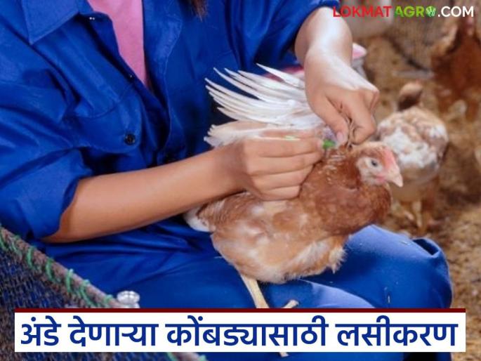 Latest News Vaccination program for chickens to increase egg production see details | अंड्यांच उत्पादन वाढवण्यासाठी कोंबड्यांचं लसीकरण गरजेचं, वाचा संपूर्ण लसीकरण कार्यक्रम Latest News Vaccination program for chickens to increase egg production see details | अंड्यांच उत्पादन वाढवण्यासाठी कोंबड्यांचं लसीकरण गरजेचं, वाचा संपूर्ण लसीकरण कार्यक्रम