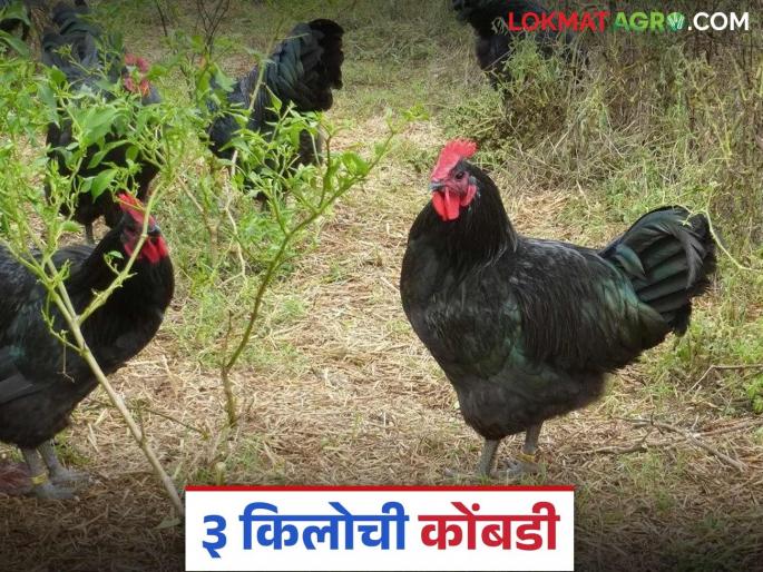 This breed of chicken that provides the dual benefits of meat and eggs is becoming profitable; Read in detail | मांस व अंडी असा दुहेरी नफा देणारी ही कोंबड्याची जात ठरतेय फायदेशीर; वाचा सविस्तर This breed of chicken that provides the dual benefits of meat and eggs is becoming profitable; Read in detail | मांस व अंडी असा दुहेरी नफा देणारी ही कोंबड्याची जात ठरतेय फायदेशीर; वाचा सविस्तर