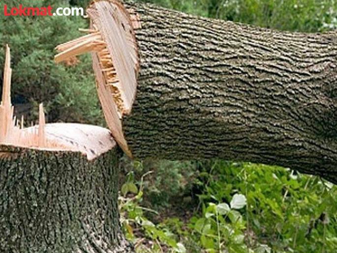 Notice issued in case of slaughter of trees without permission in Kondhwaya   | कोंढव्यात विनापरवानगी झाडांची कत्तलप्रकरणी बजाविली नोटीस   Notice issued in case of slaughter of trees without permission in Kondhwaya   | कोंढव्यात विनापरवानगी झाडांची कत्तलप्रकरणी बजाविली नोटीस