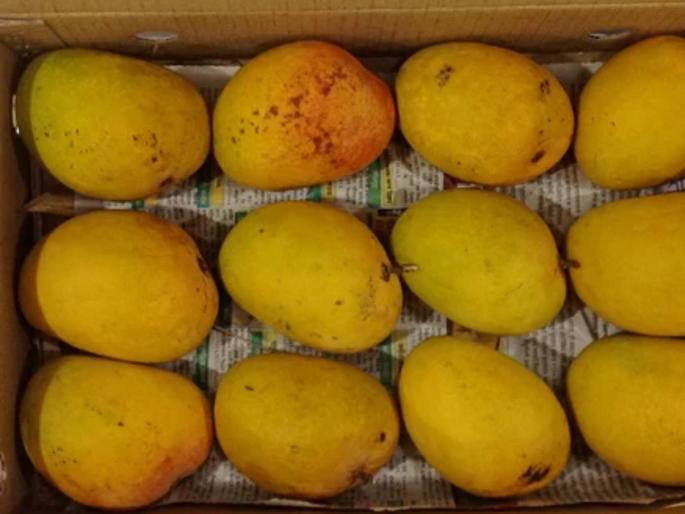 Alphonso Mangoes: Mangoes from Karnataka, Andhra sold under the name of Konkan Hapus | Alphonso Mangoes: कोकण हापूसच्या नावाखाली कर्नाटक, ‘आंध्र’च्या आंब्याची विक्री Alphonso Mangoes: Mangoes from Karnataka, Andhra sold under the name of Konkan Hapus | Alphonso Mangoes: कोकण हापूसच्या नावाखाली कर्नाटक, ‘आंध्र’च्या आंब्याची विक्री